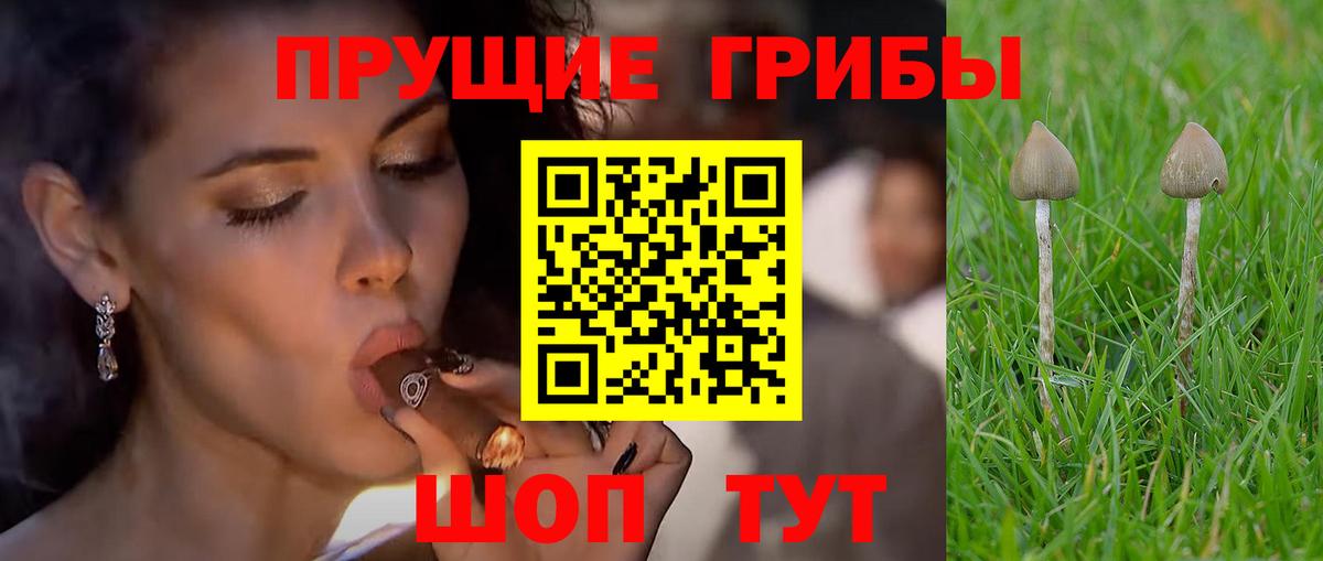 Галлюциногенные грибы Cubensis Можга
